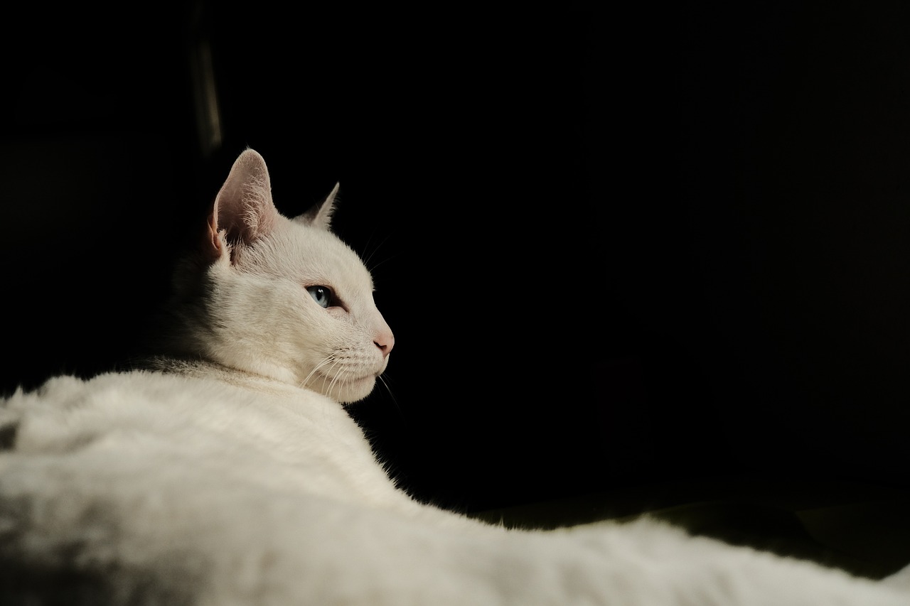 The Affectionate Nature of the Turkish Van